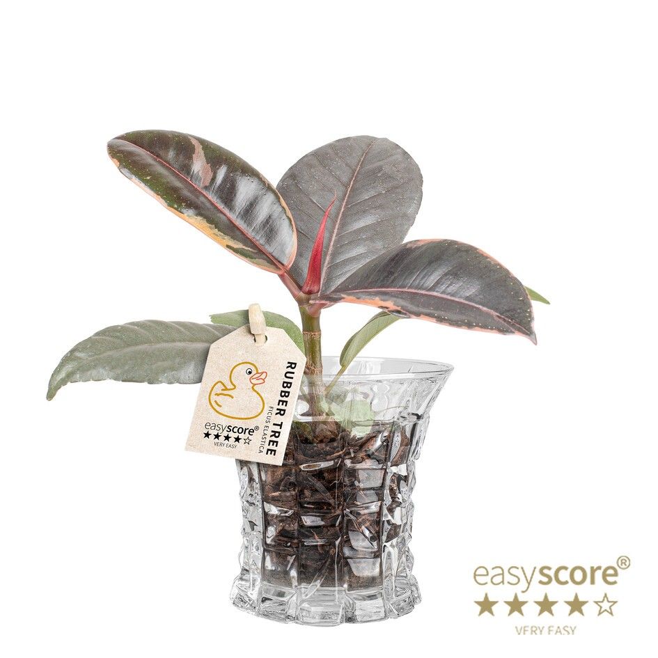 Crystal, Ficus elastica, ´Belize´, D 7