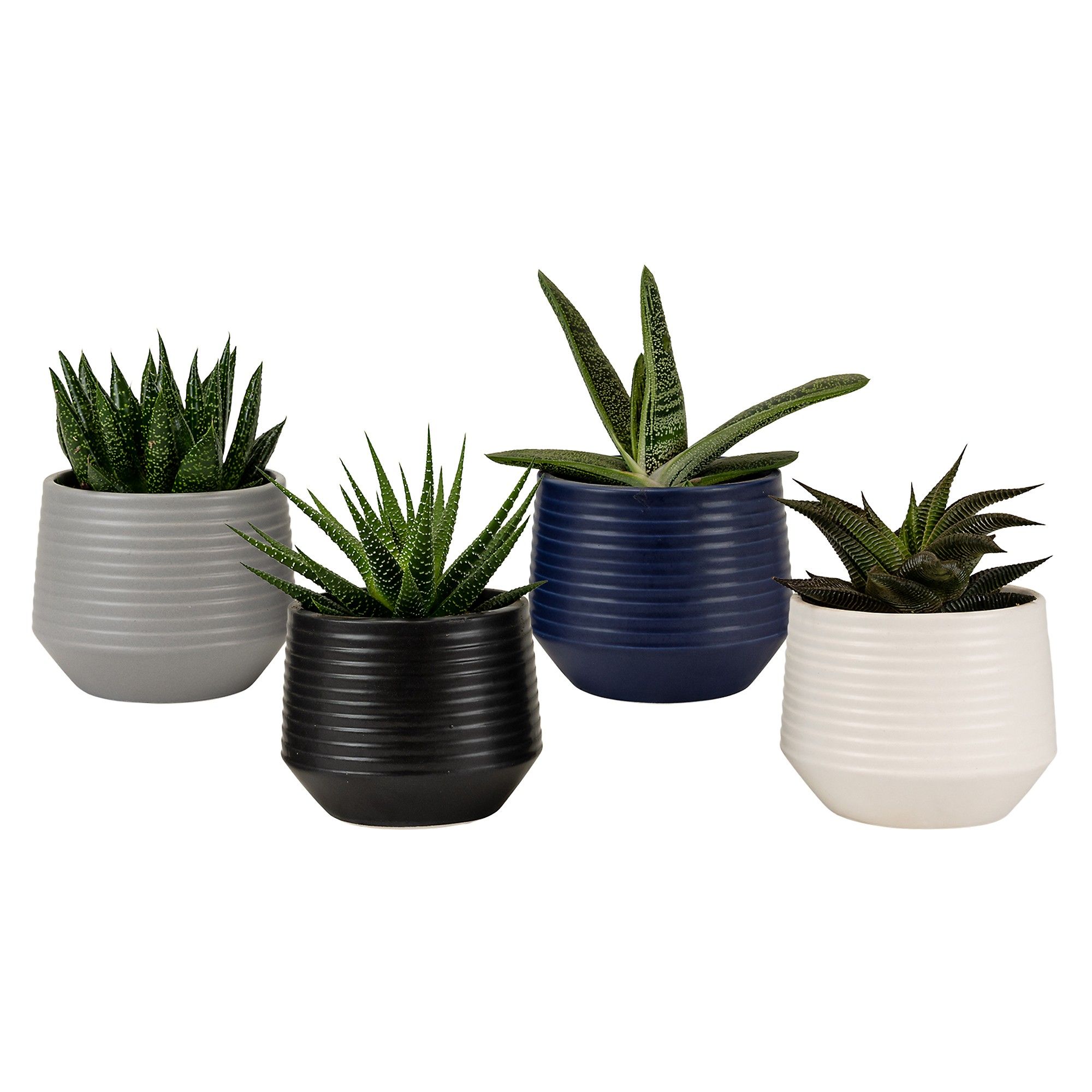 Boston with Succulent mix, D 9