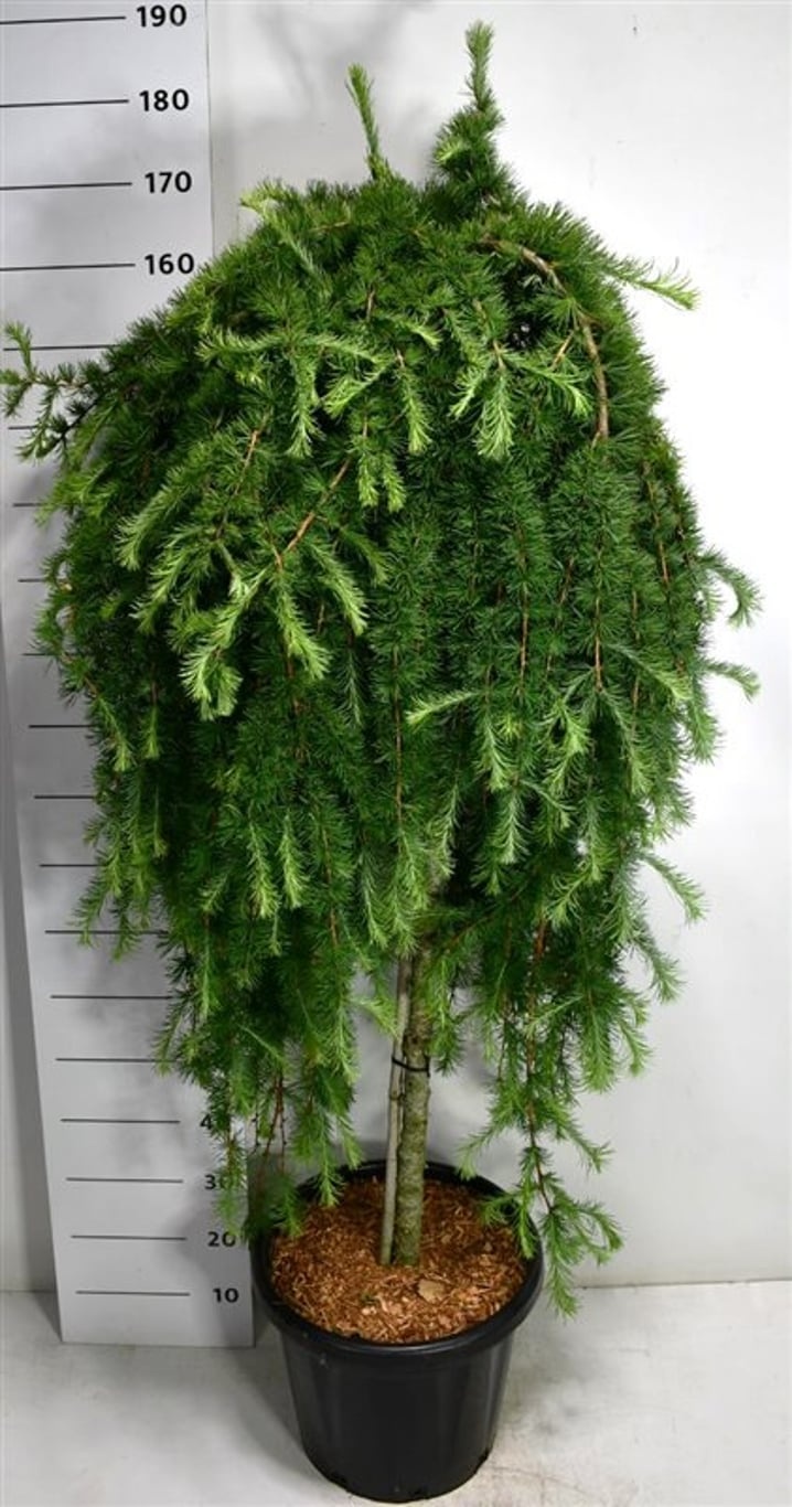 Larix kaempf. 'Stiff Weeper', D 38 cm