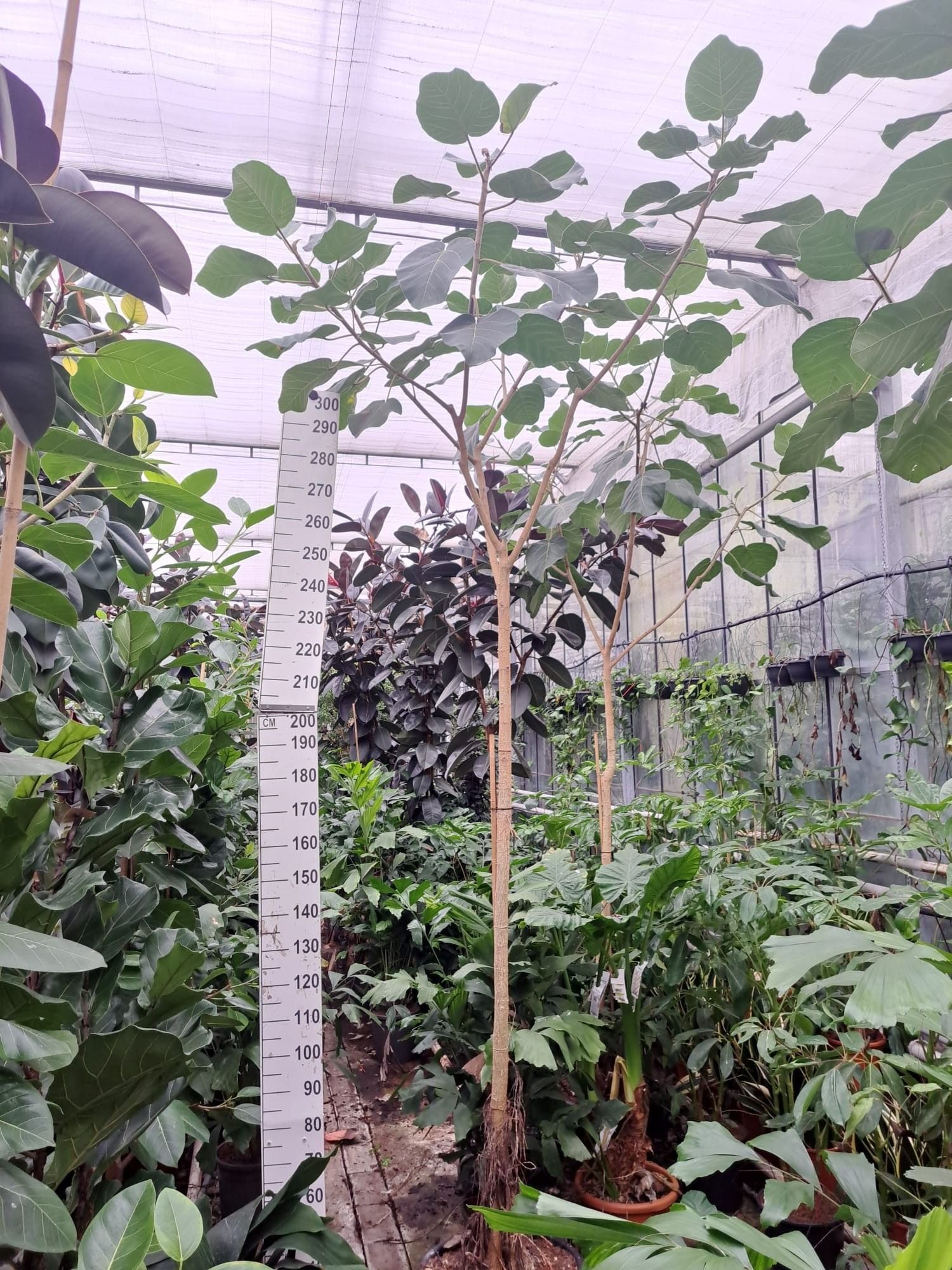 Ficus auriculata Everest stam 370, D 55