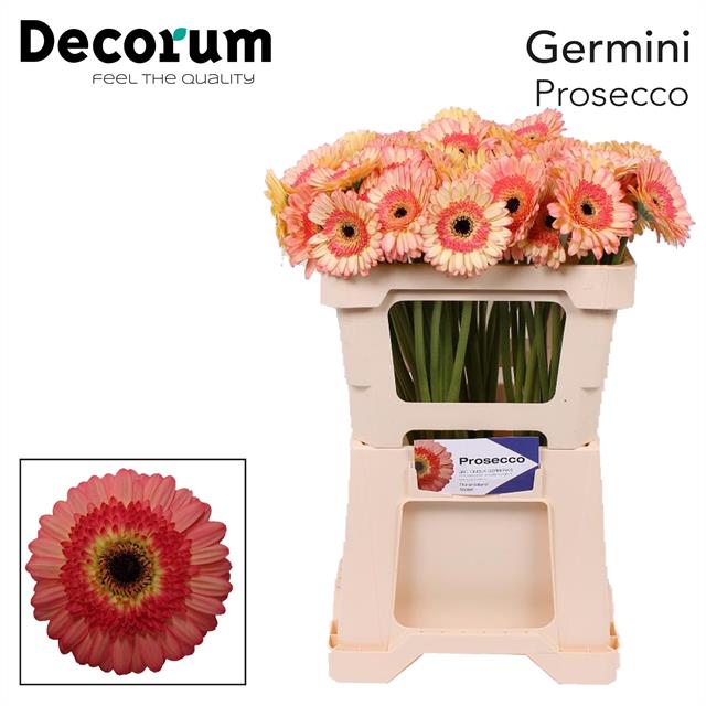 Гермини Просекко, шт.