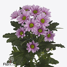 Хризантема куст. Баллеринас Пинк 70 (роз.), шт.