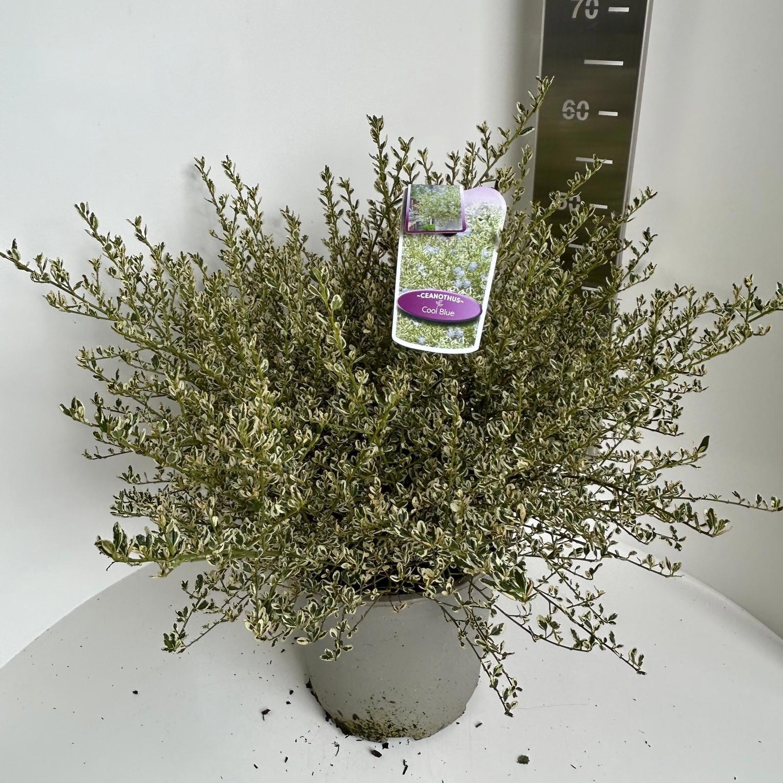 Ceanothus impressus Cool Blue ('Huico02'PBR), D 29