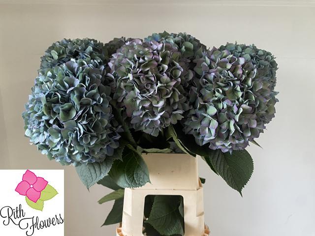 Гортензия Пимпернел Классик 100, шт.