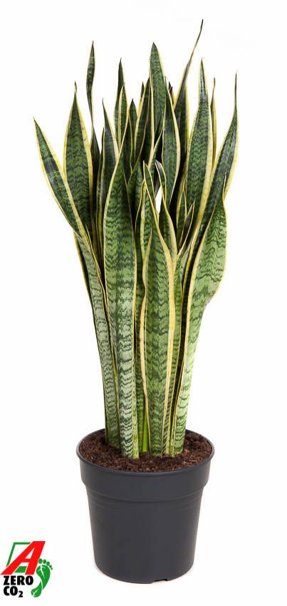 Sansevieria Laurentii P30, D 30