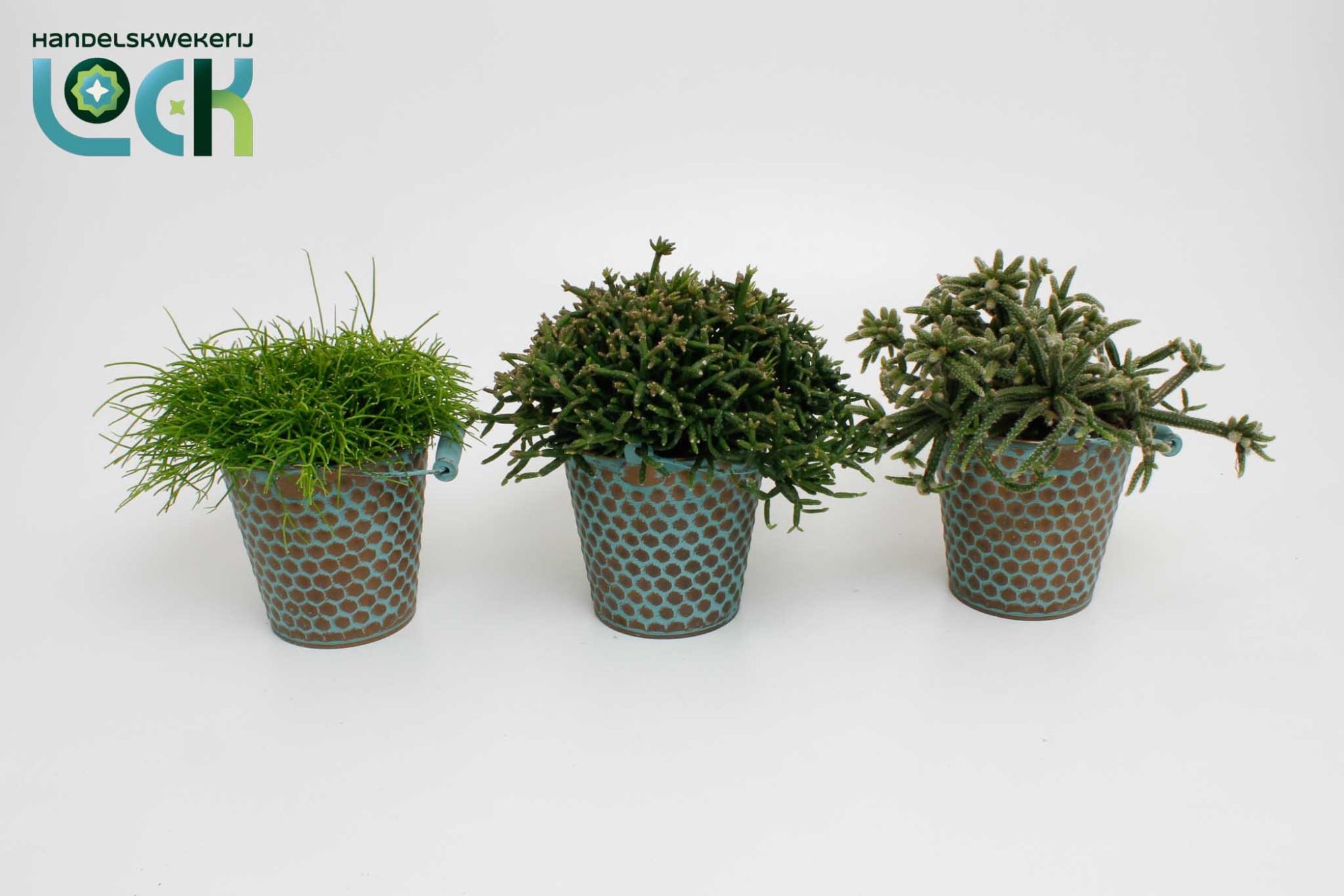 Rhipsalis mix in zink Berlijn, D 12 cm