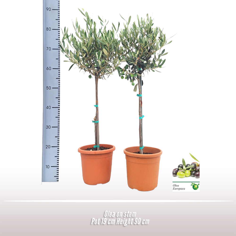 Olea op stam, D 19 cm