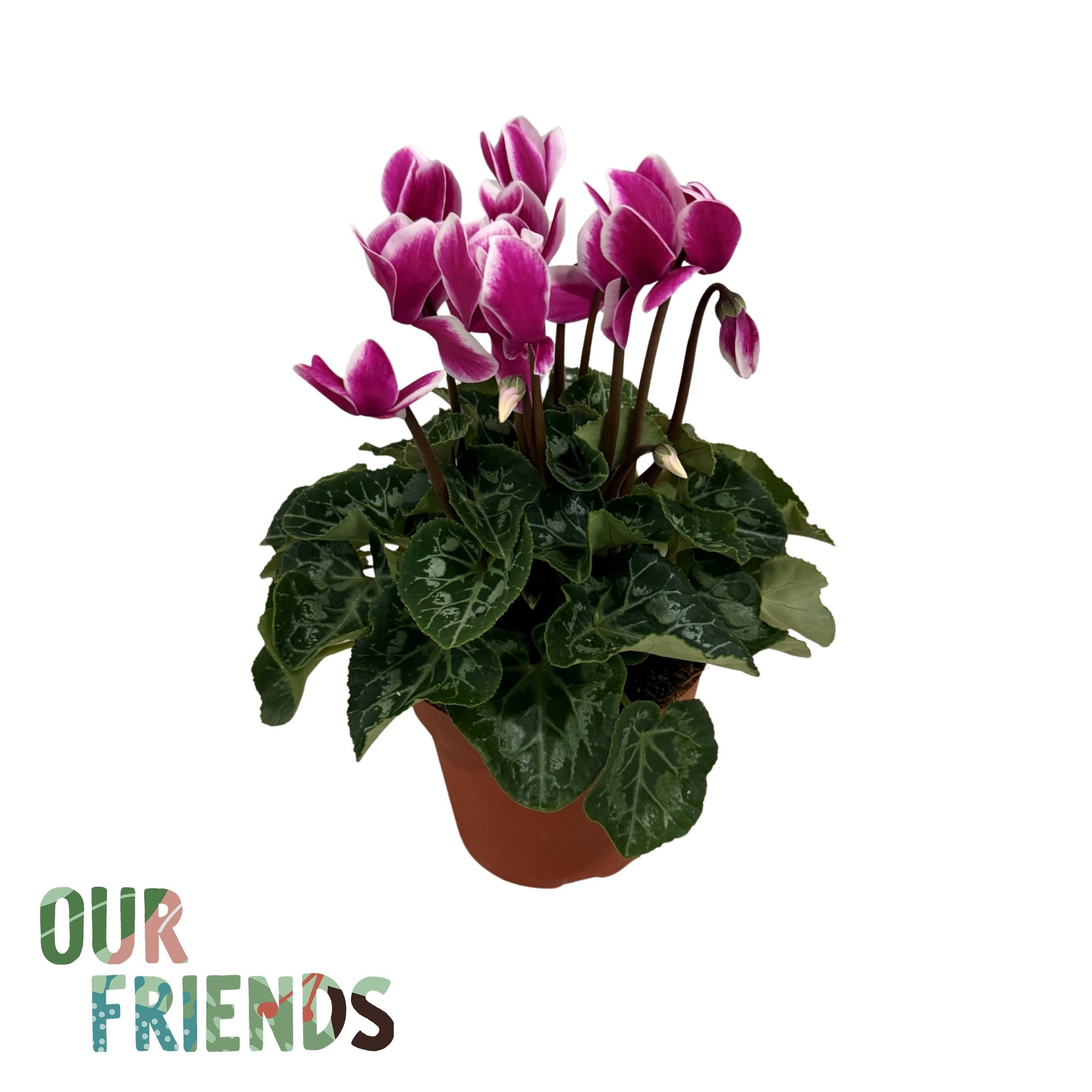Cyclamen Elegante Fuji Dark Violet | Our Friends, D 12 cm
