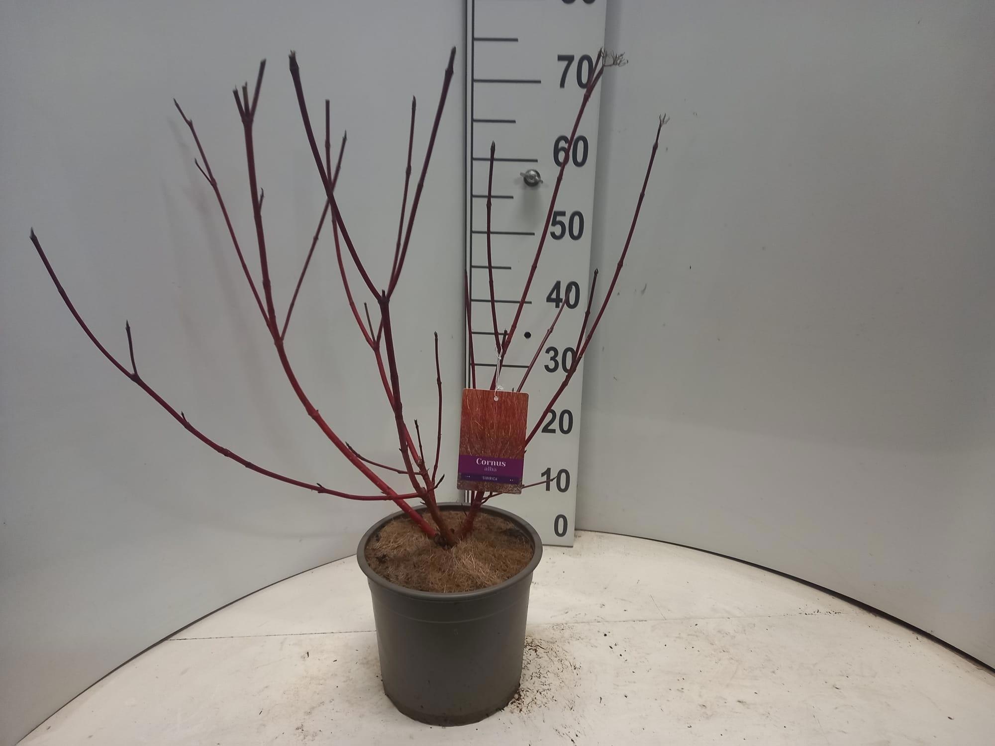 Cornus alba 'Sibirica', D 23