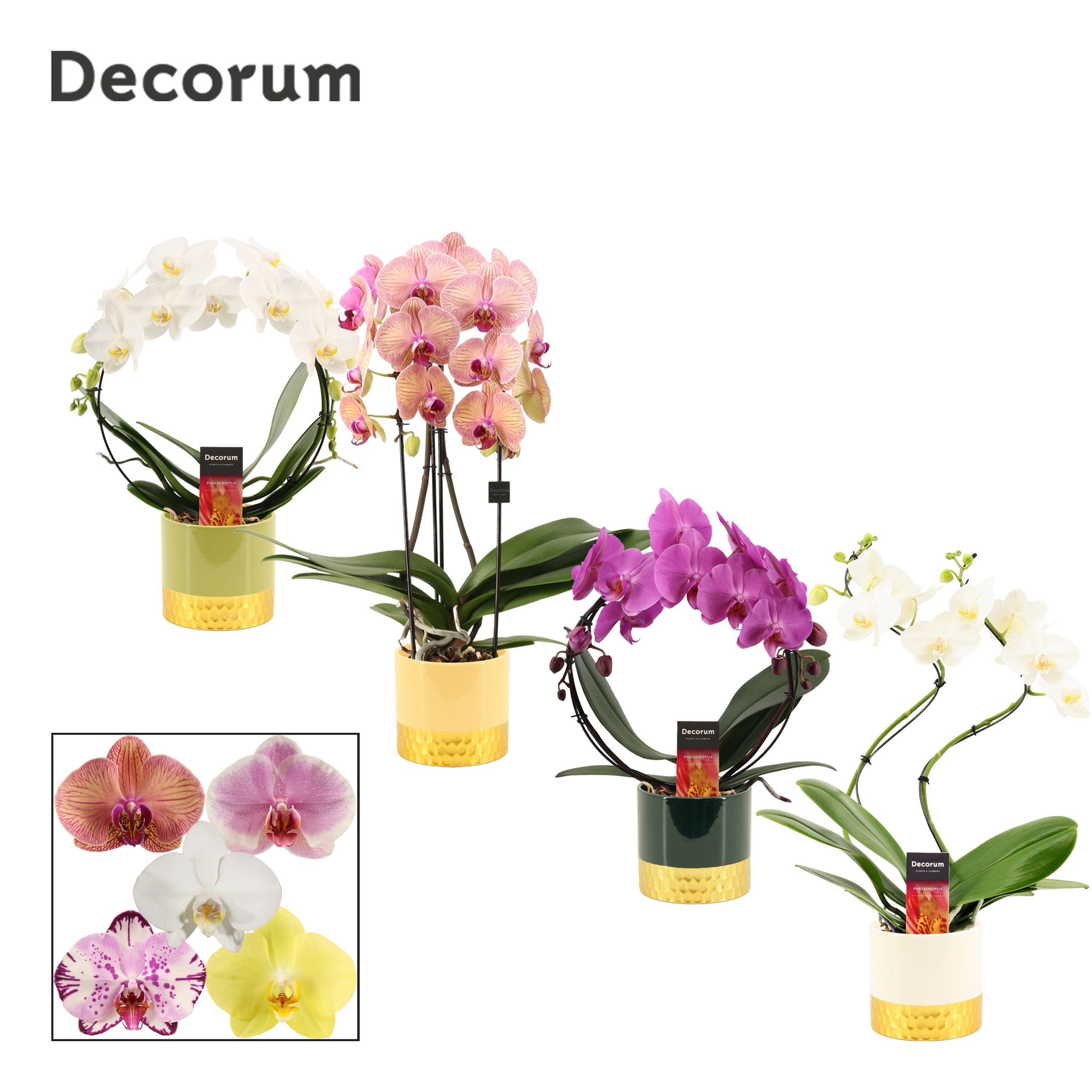 Phalaenopsis vormen mix 2 tak in Frederique (Top blend-collectio, D 12 cm
