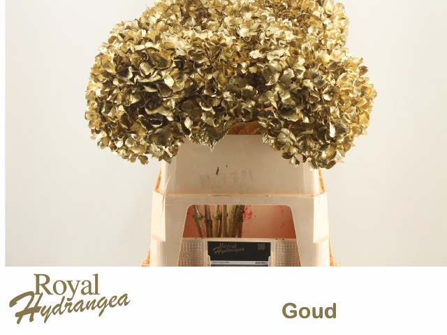 Гортензия Овериг Крашеная (краш. ) 80, шт.