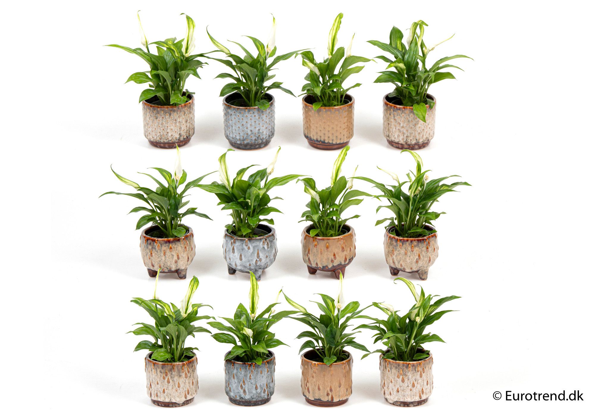 Spathiphyllum in ceramic - New Look 2025, D 6