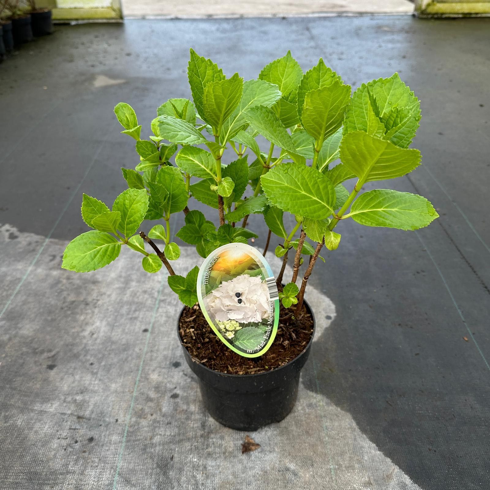 Hydrangea macr. 'Mme Emile Mouillere’, D 17 cm