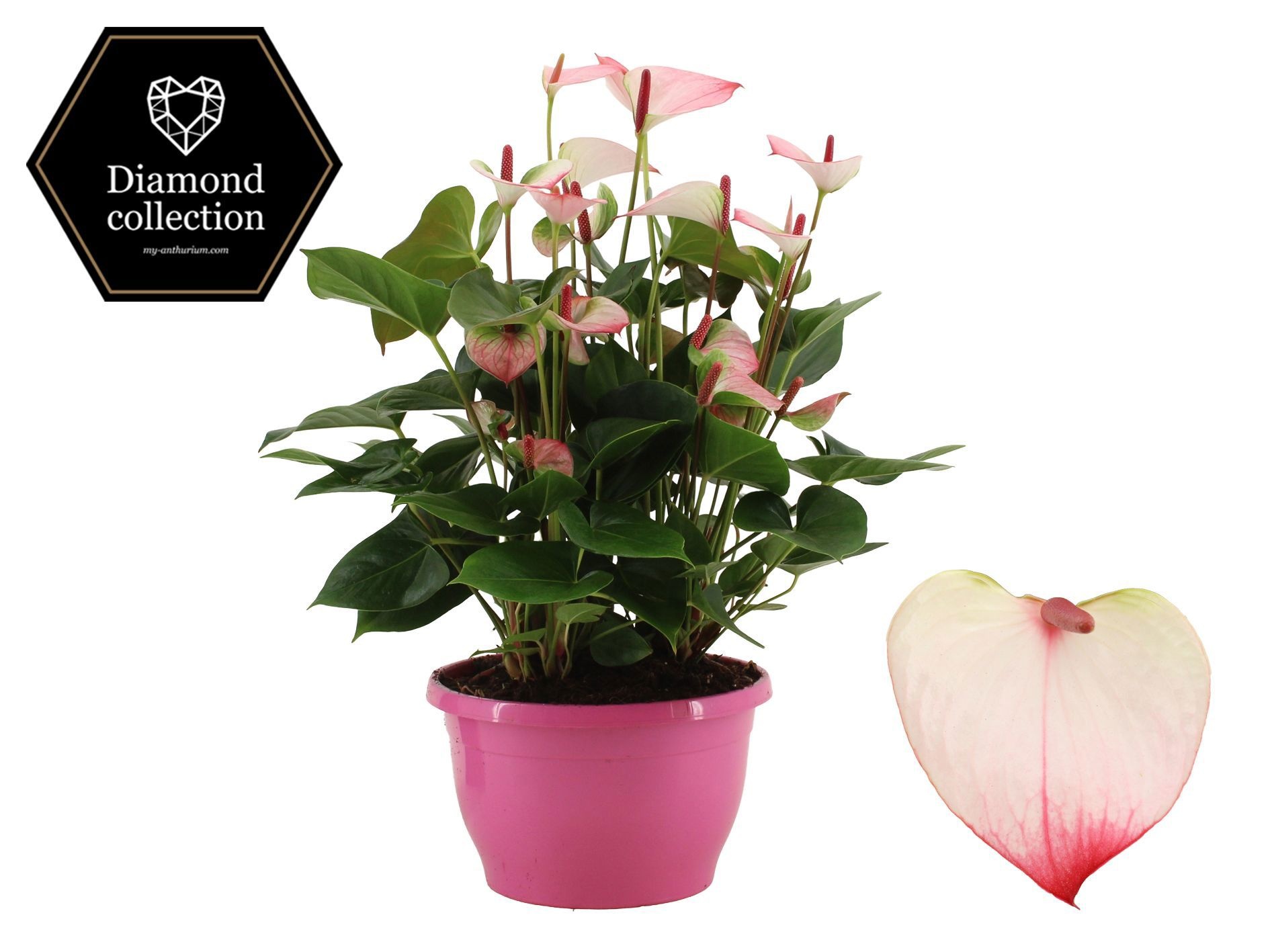 Anthurium 25 cm Amalia Elegance in Marly plastic bowl, D 25