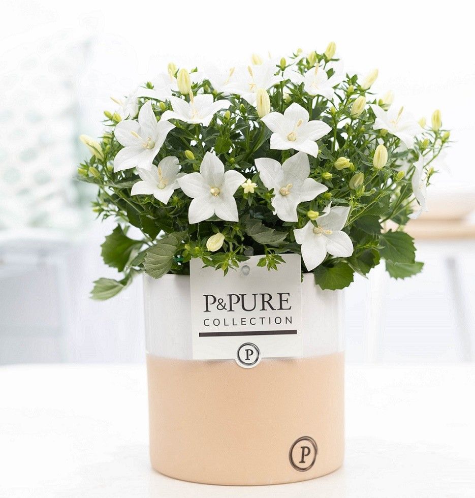 Campanula 'Atlanta' Pure Rosy, D 13