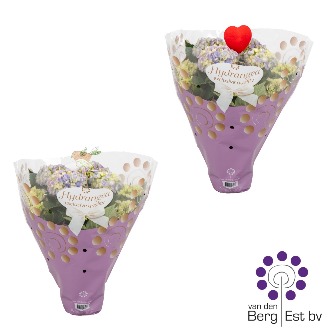 Hydrangea Blue in Exclusieve hoes 6/10 met paas of hart Steker, D 14