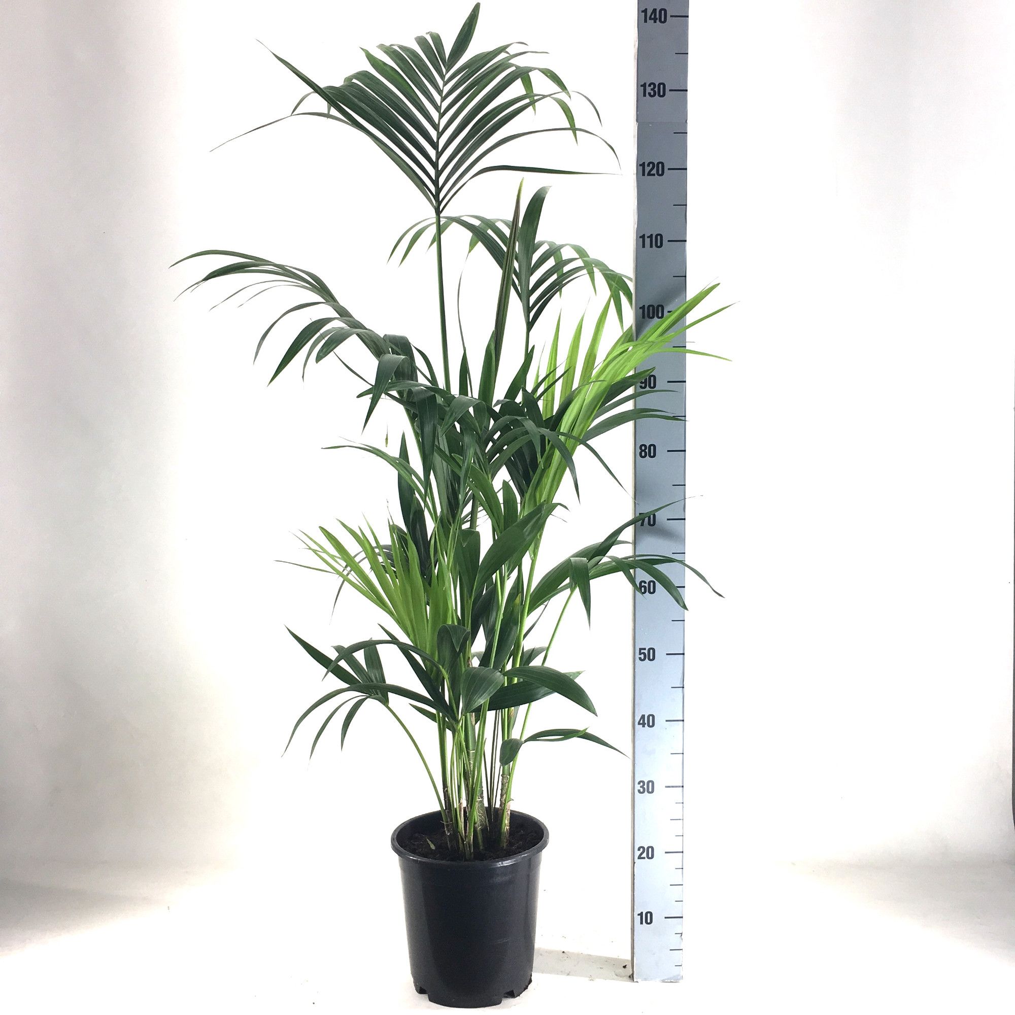 KENTIA - P21 H140 - 6PP (Howea forsteriana), D 21 cm