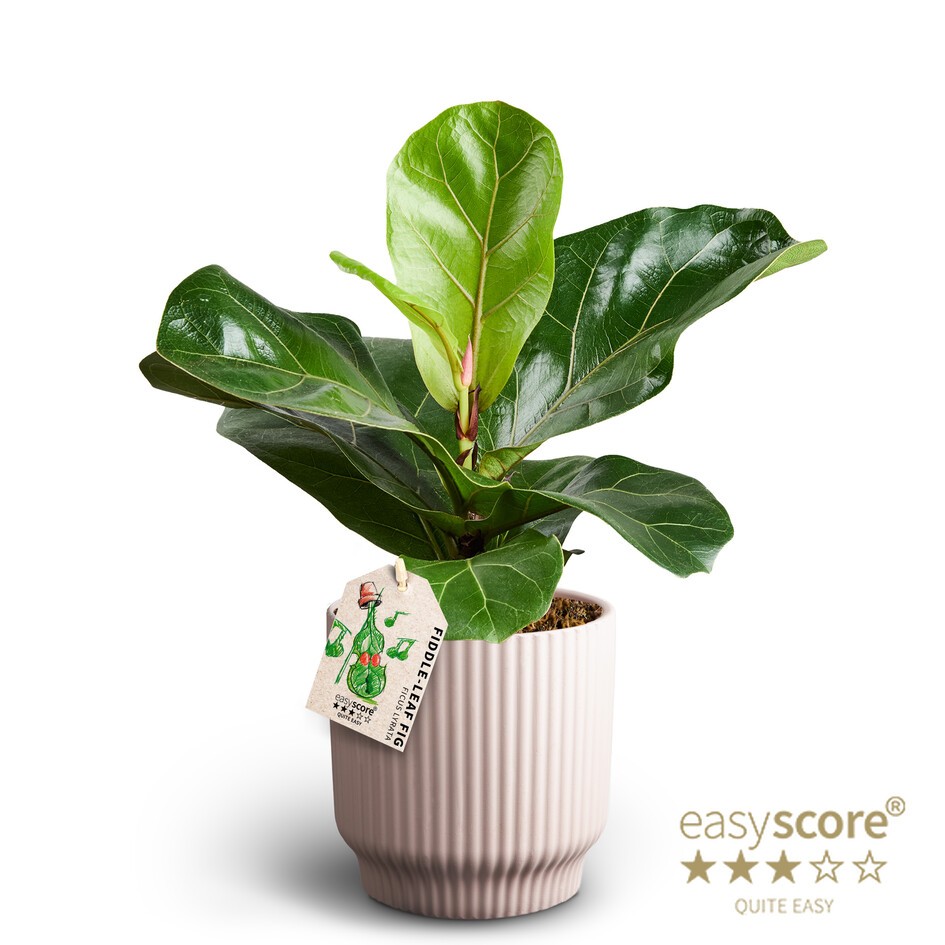 Nordic Lilac, Ficus lyrata, D 12