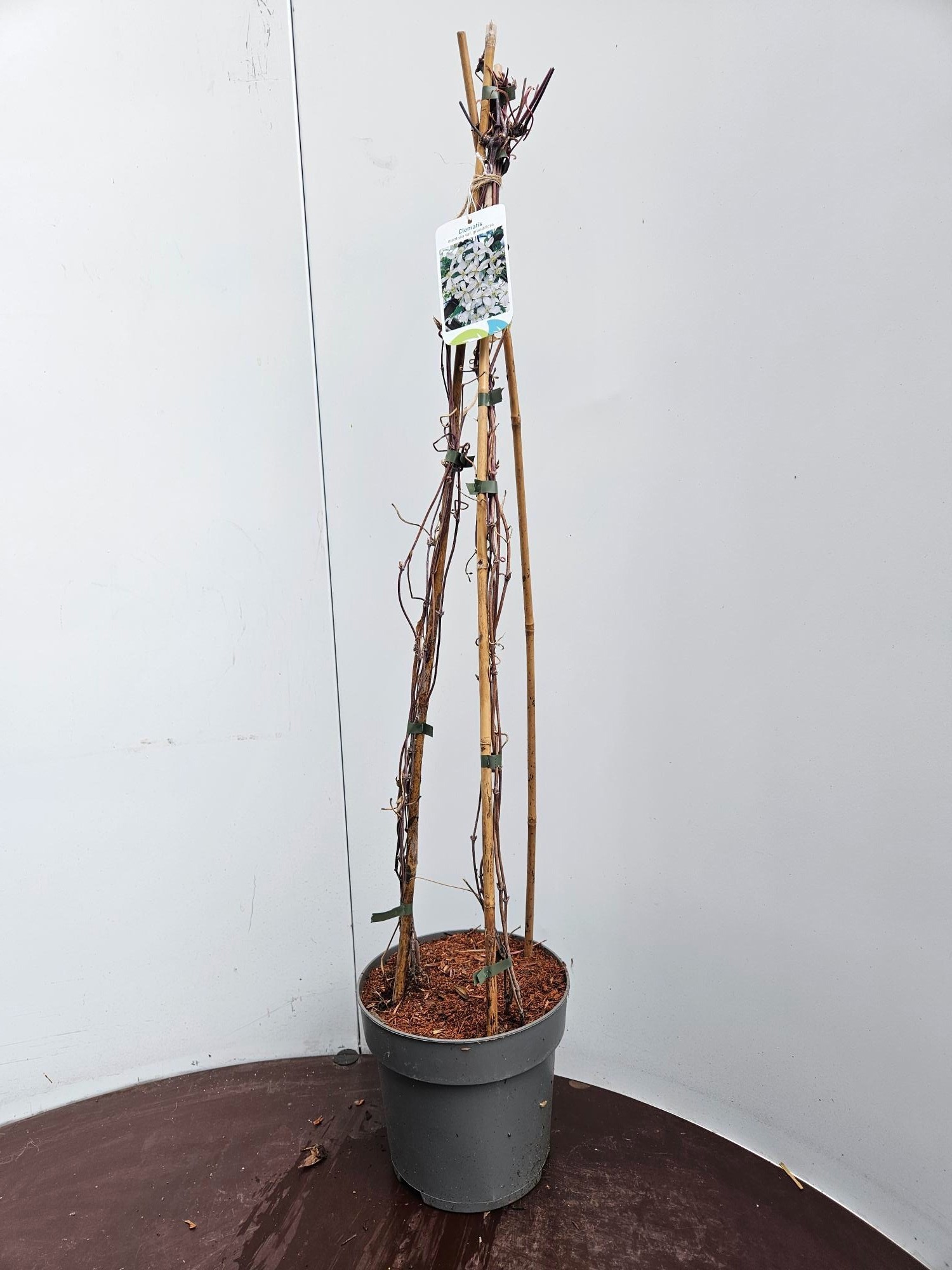 Clematis montana 'Grandiflora', D 22