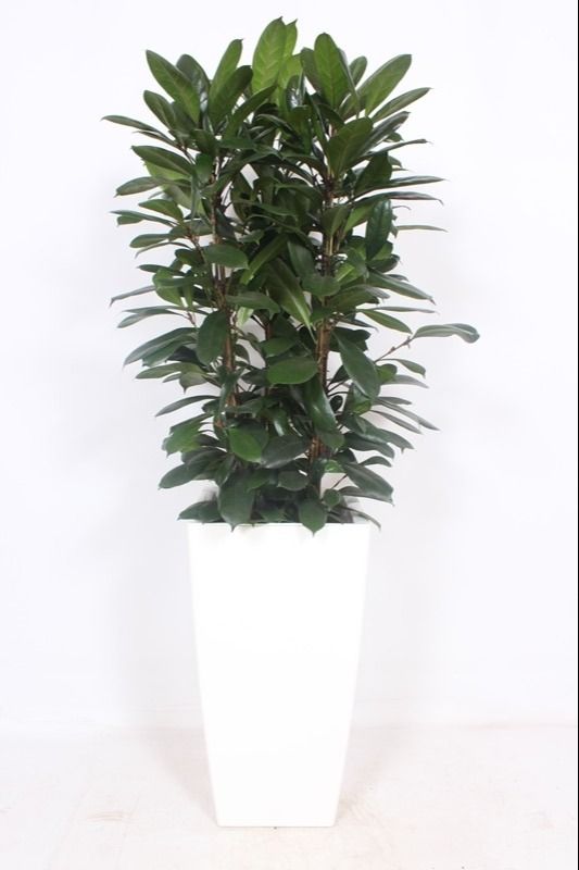 Ficus Cyathistipula in Piza pot "wit", D 40