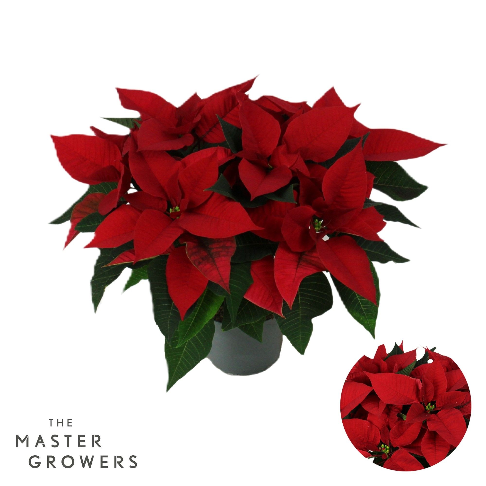 Poinsettia Christmas Universe Rood 13cm 5 bloem, D 13 cm