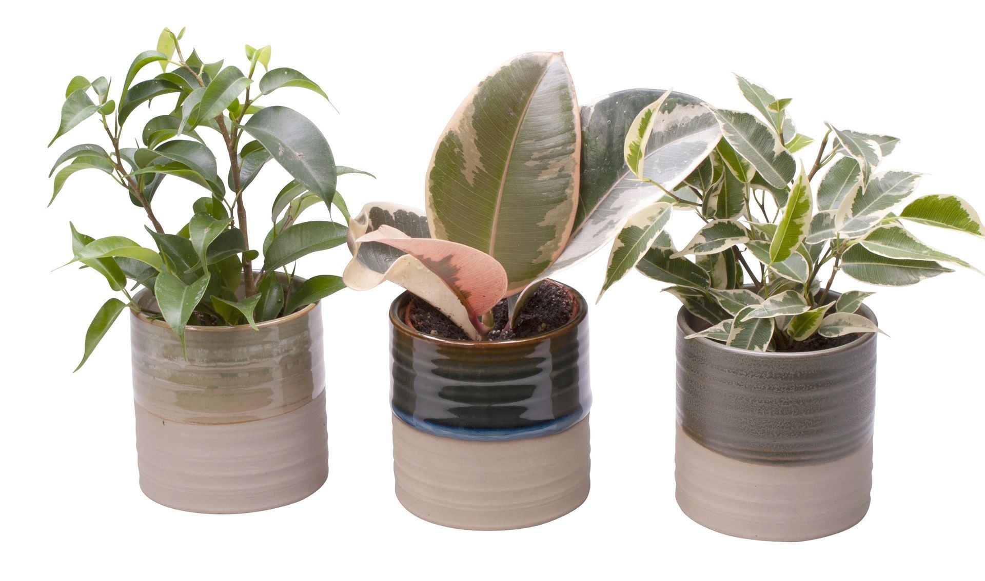 L 65442 with Ficus Mix, D 6