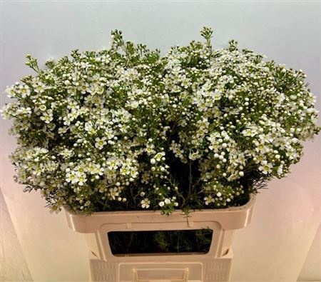 Шамелациум Юпитер Мун 80, шт.