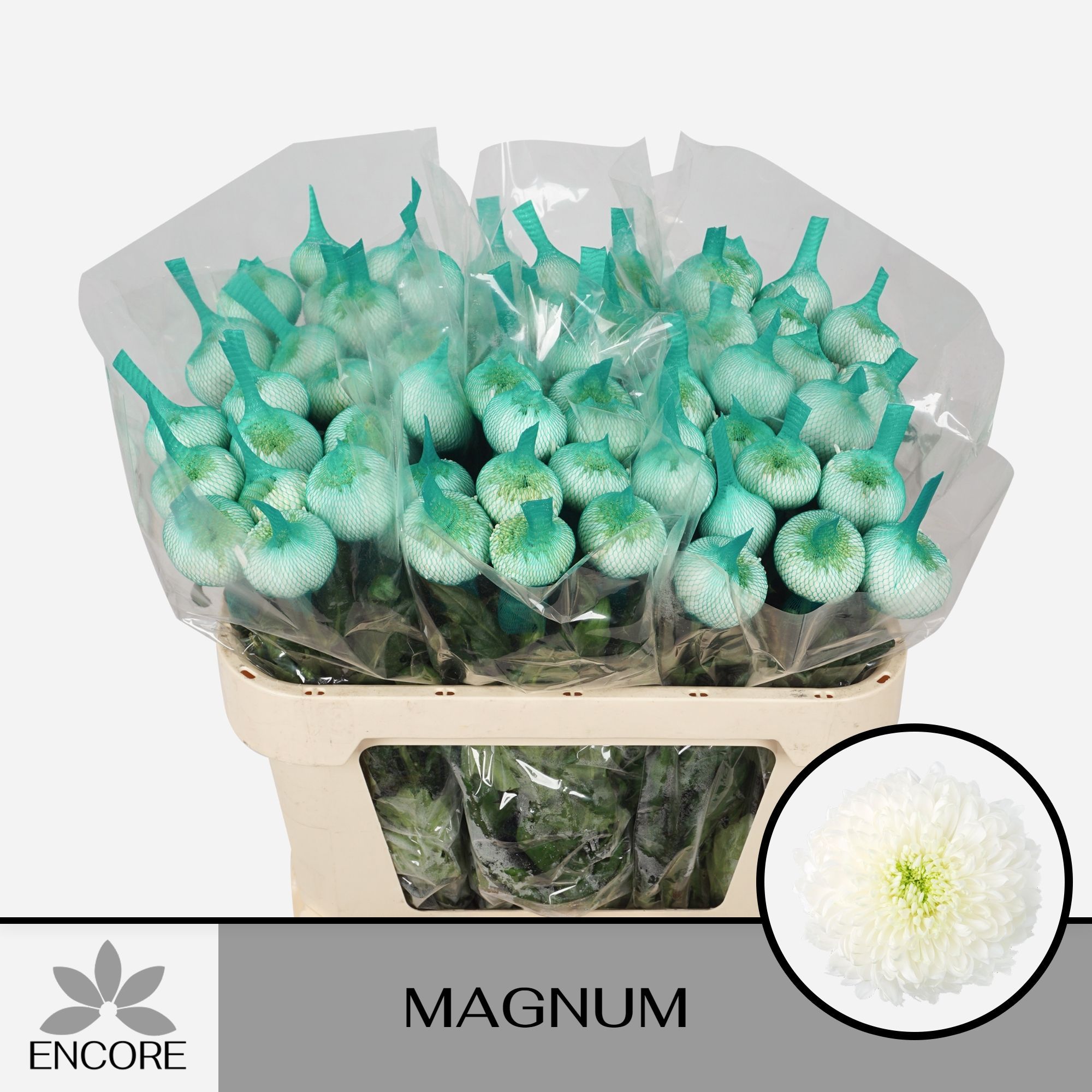 Хризантема од. Магнум 70 (бел.), шт.