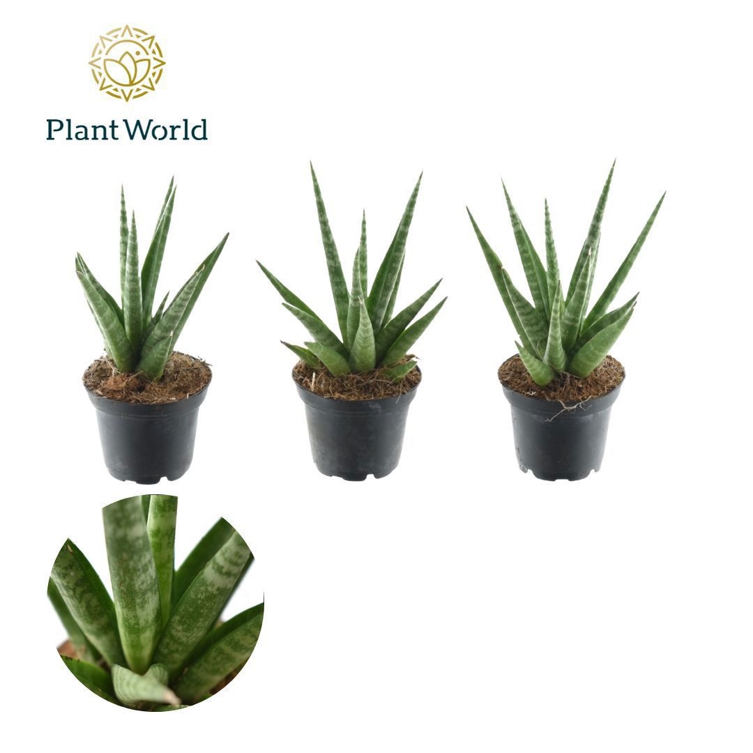 Sansevieria francisii 7 cm, D 7