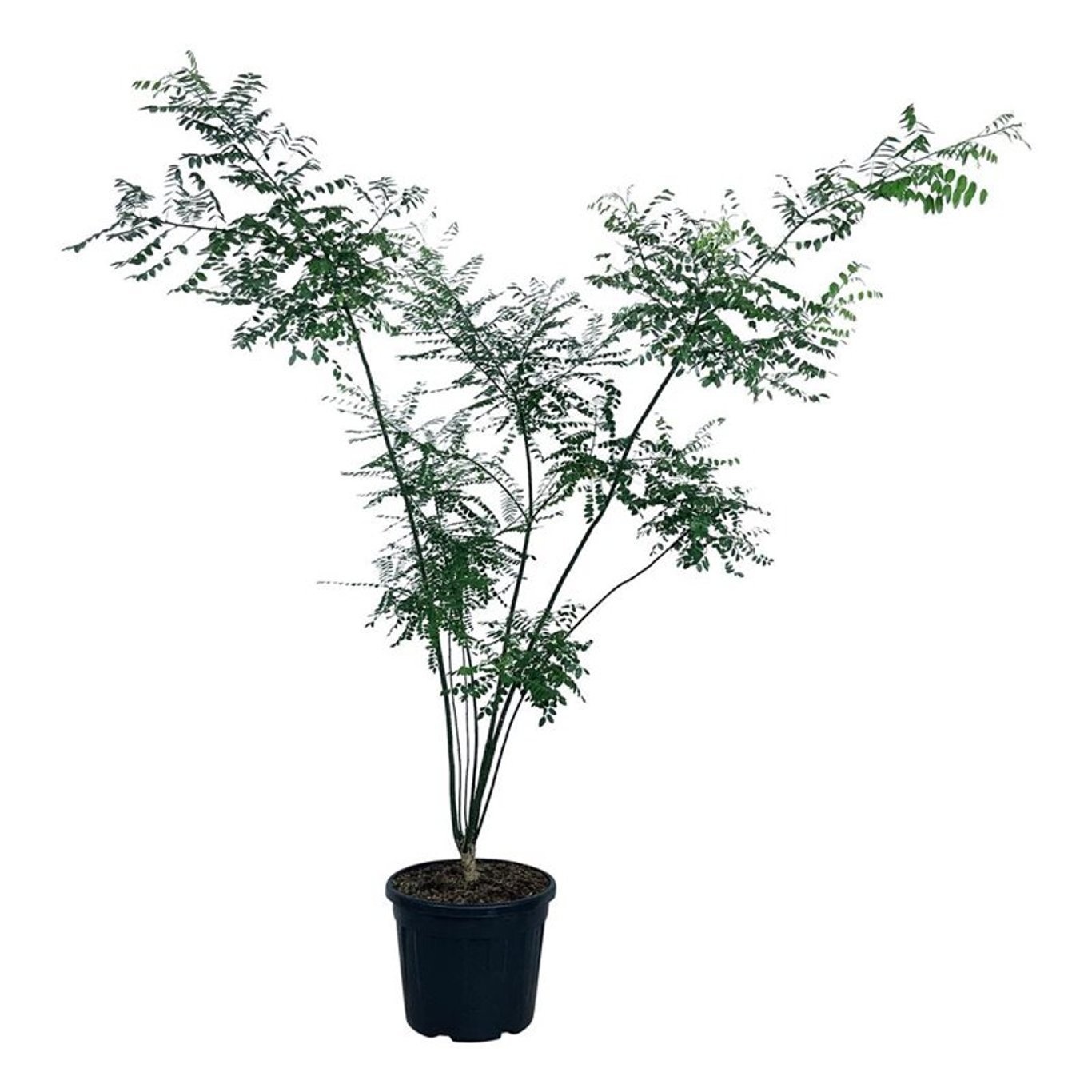 Styphnolobium japonicum, D 50 cm