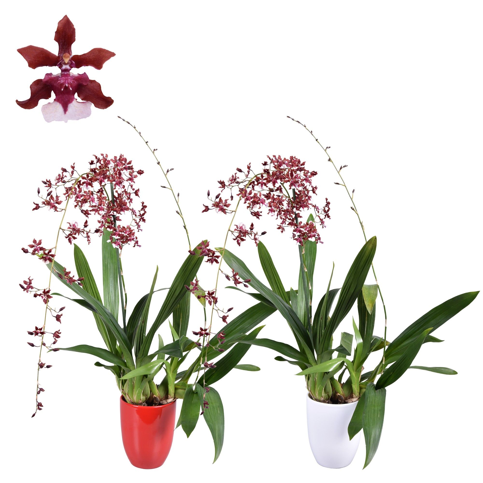 Oncidium Cherry Baby 2 tak met rood en wit keramiek met blad spikel, D 14 cm