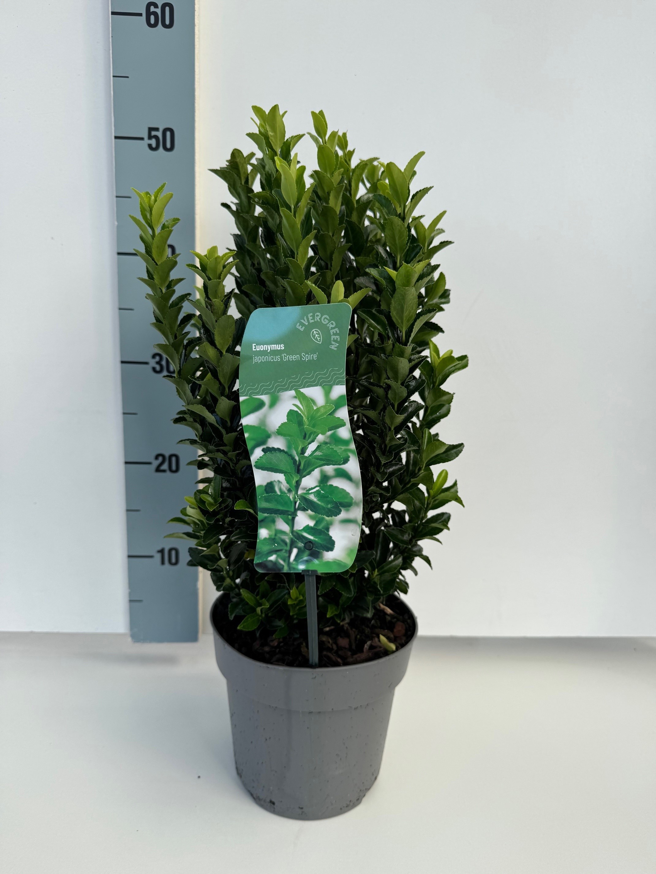 Euonymus Green Spire, D 17