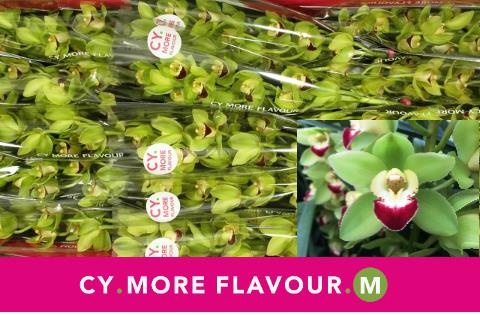 Цимбидиум мини Грин Рок x15 50, шт.