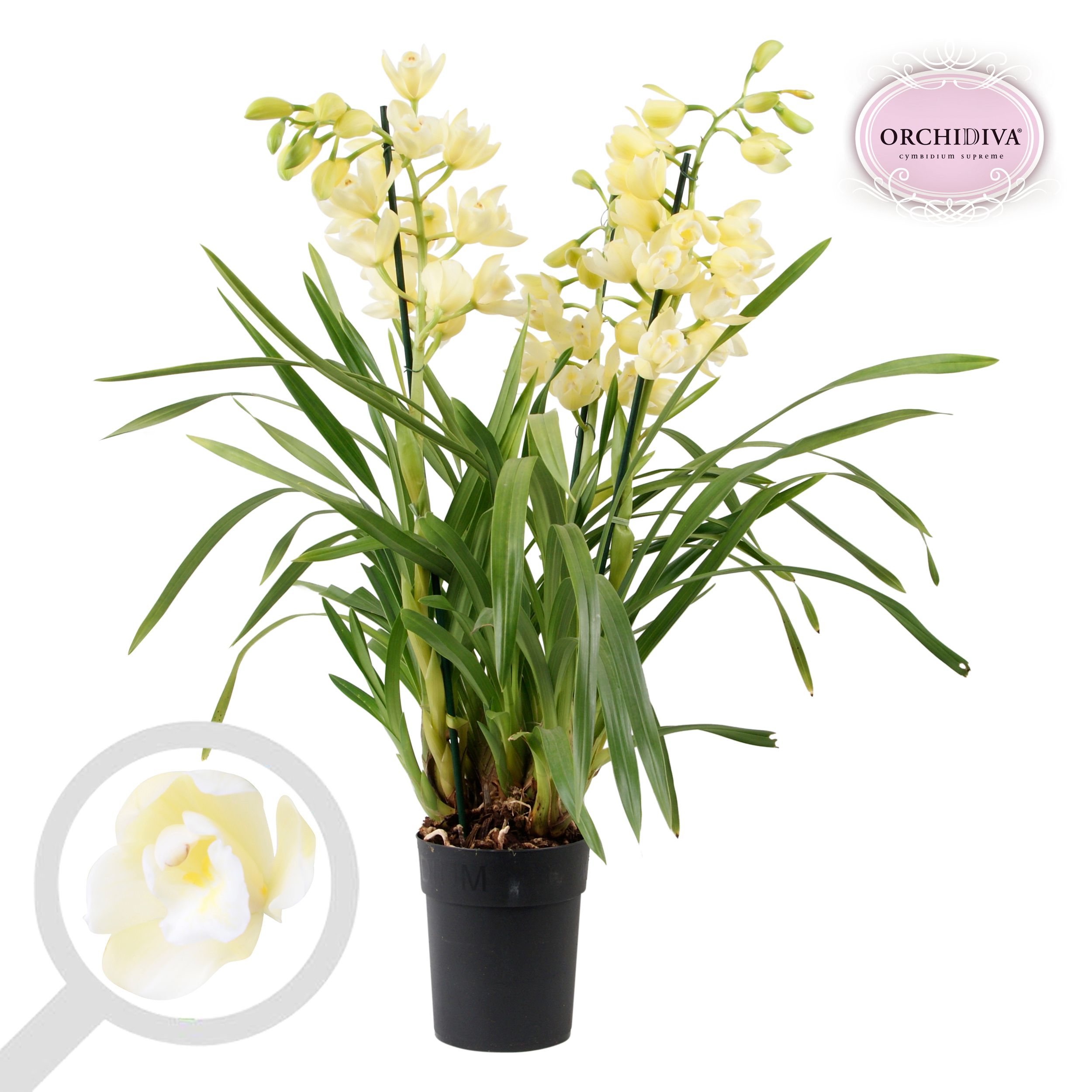 Cymbidium Vanilla Sky 3-4 tak, D 14