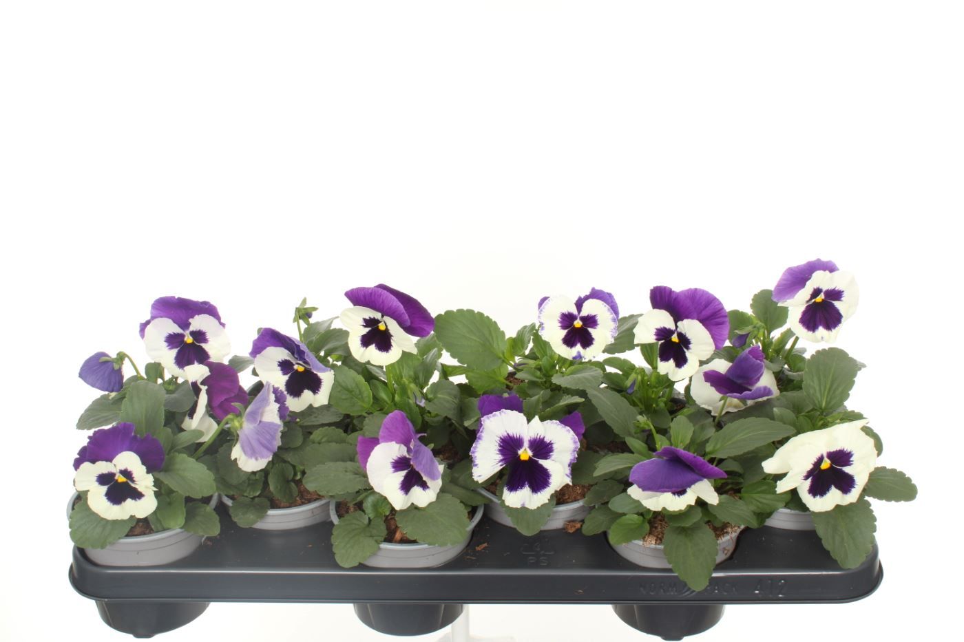 Viola witt. Delta Violet & White, D 11 cm