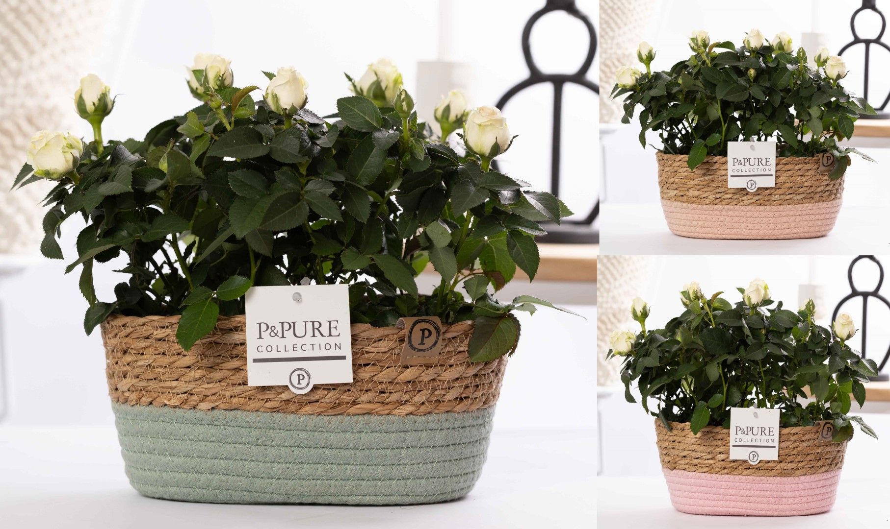 2x Rosa white in P&PURE Fieldbasket 7, D 12