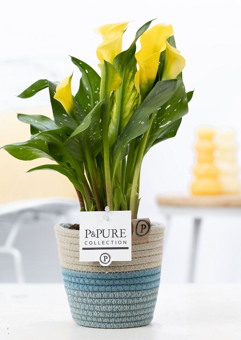 Zantedeschia yellow in P&PURE Fashionpot Valerie, D 12