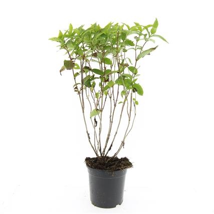 Diervilla sessilif. 'Butterfly', D 14 cm