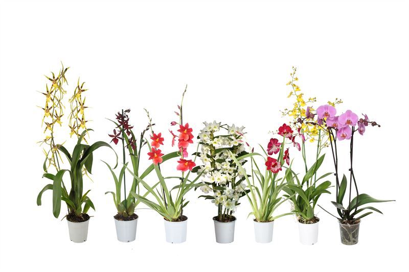 Orchideeen mix 2T met Phal, D 12