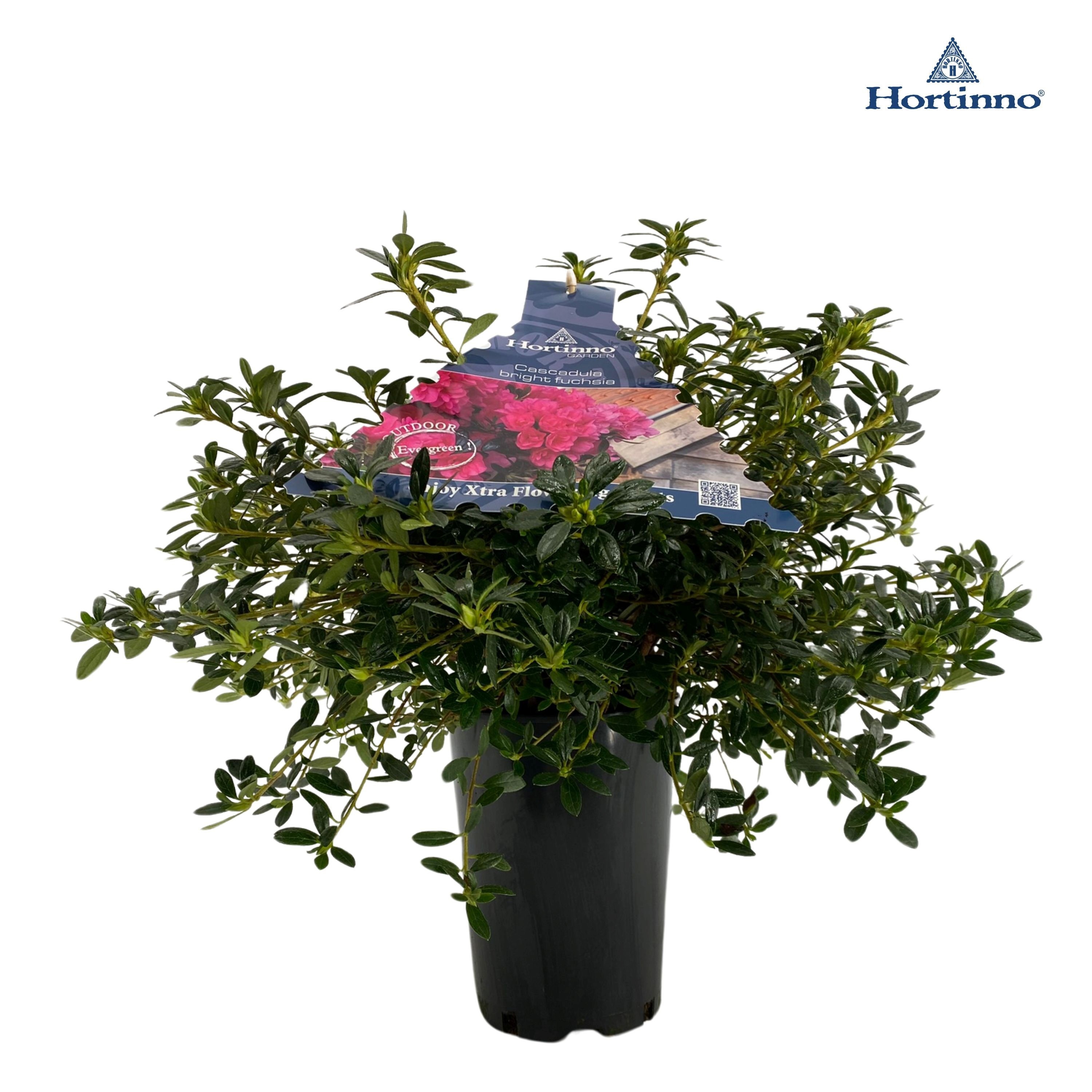 Azalea Japonica Hortinno P15 'Cascadula bright fuchsia', D 15