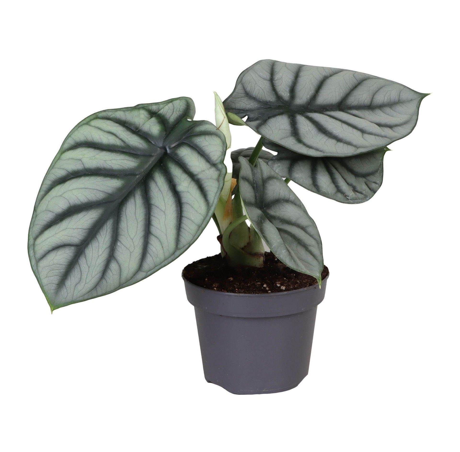 Alocasia Silver Dragon 12 cm, D 12