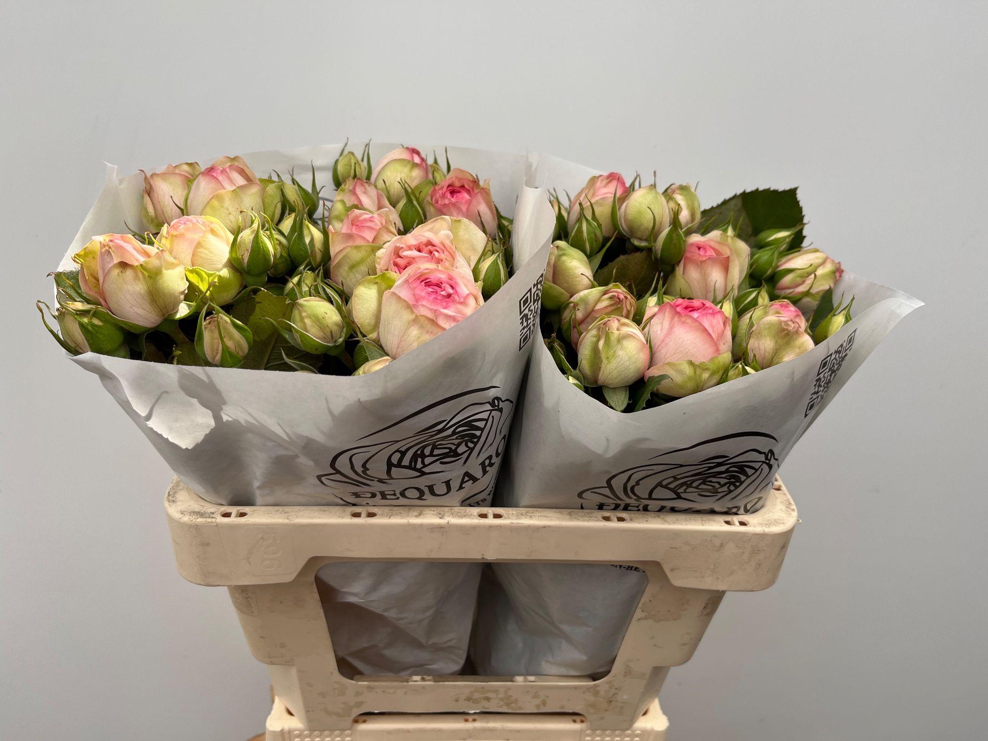 Роза куст. Шарминг Пиано 50, шт. Роза куст. Шарминг Пиано 50, шт.