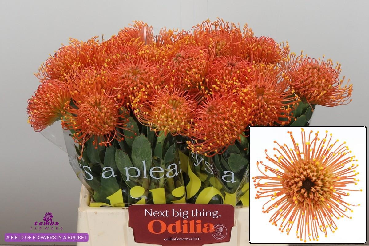 Нутанс Голд Даст 40, шт.