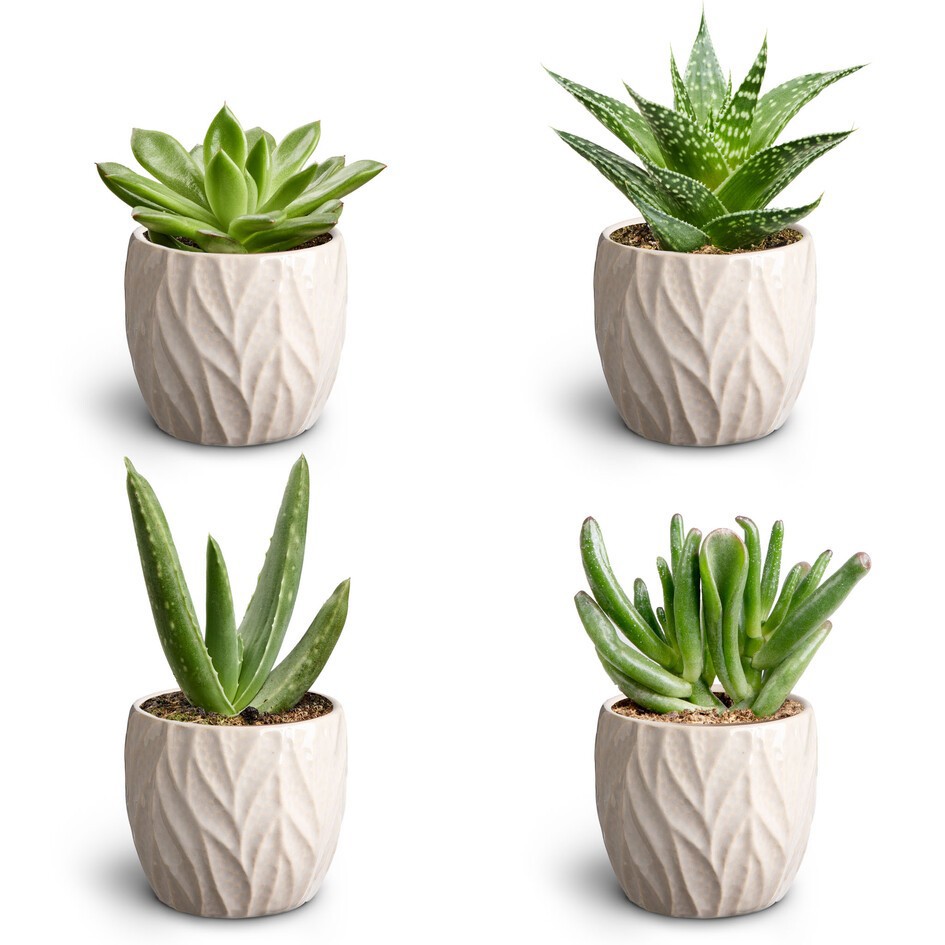 Succulent Mix 30680837 Leaf Sand, D 7 cm