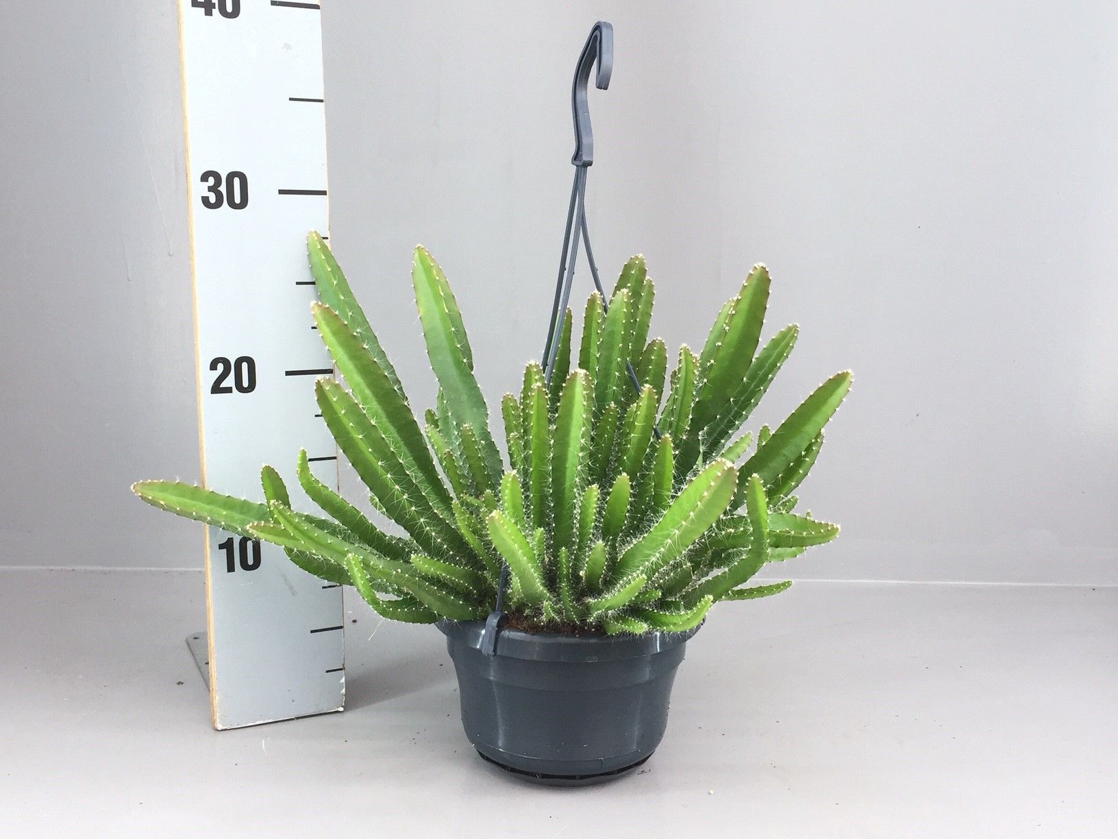 HYLOCEREUS UNDATUS, D 14 cm