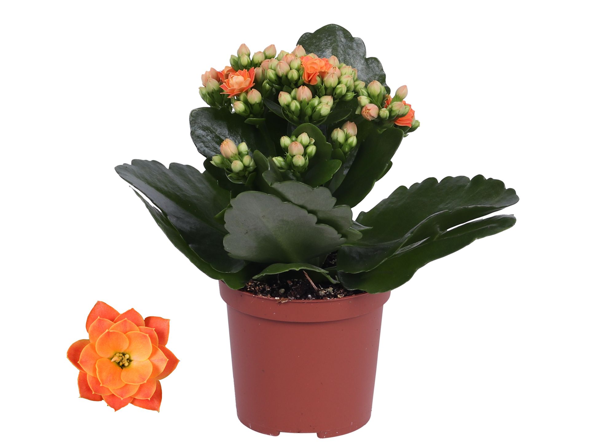 Kalanchoe Rosalina 07cm Don Pedro oranje, Zonder hoes, D 7