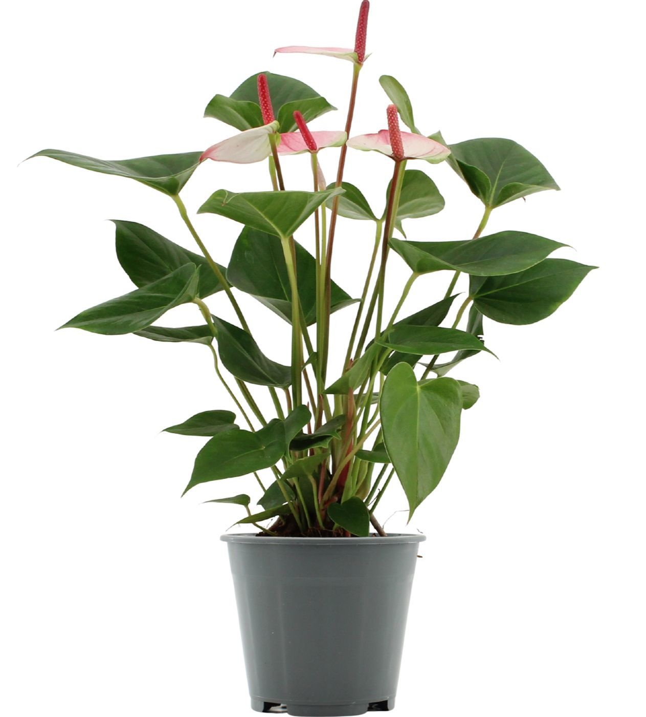 Anthurium 14 cm Amalia Elegance in transparant sleeve, D 14