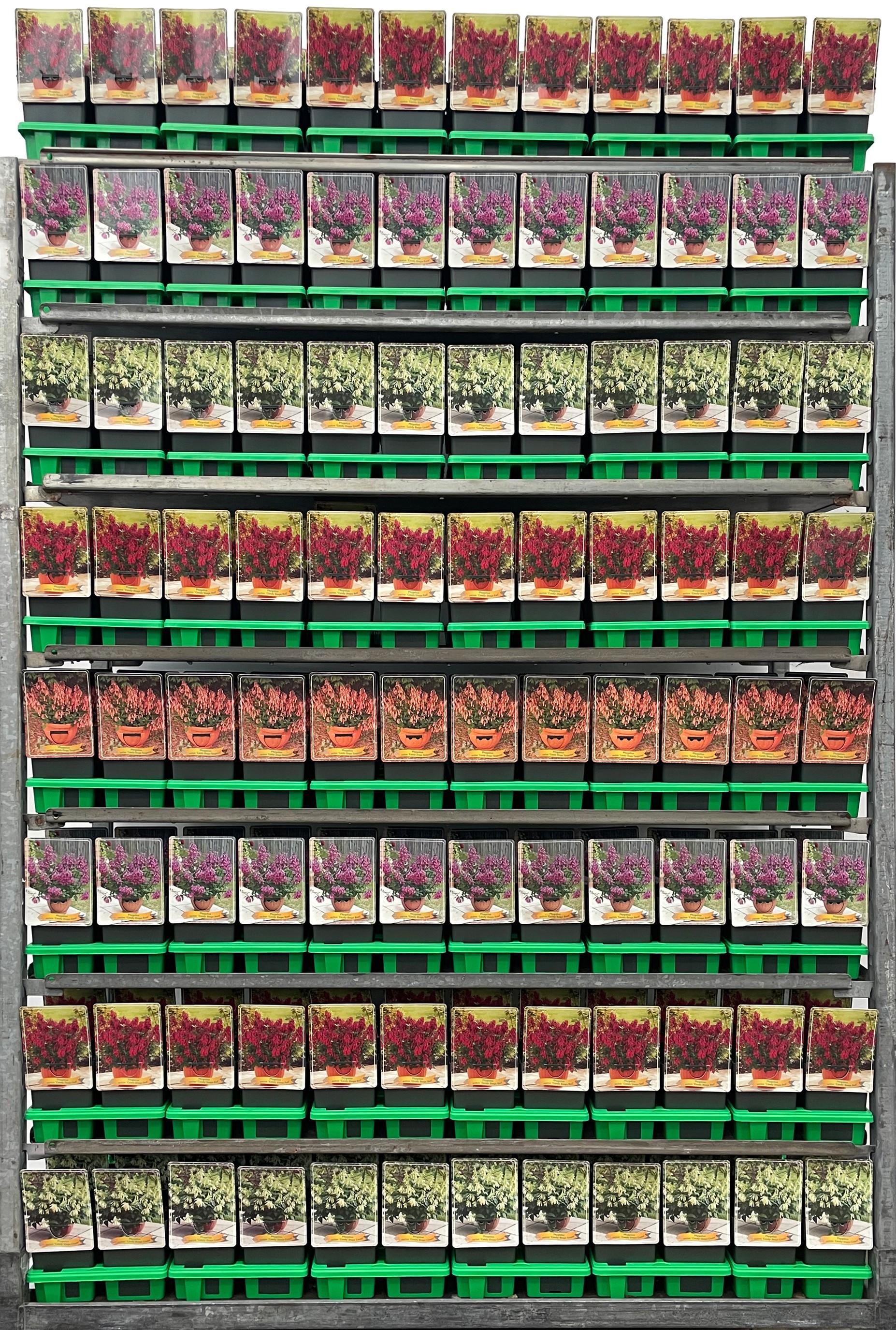 Phygelius Mix CC P11, D 11