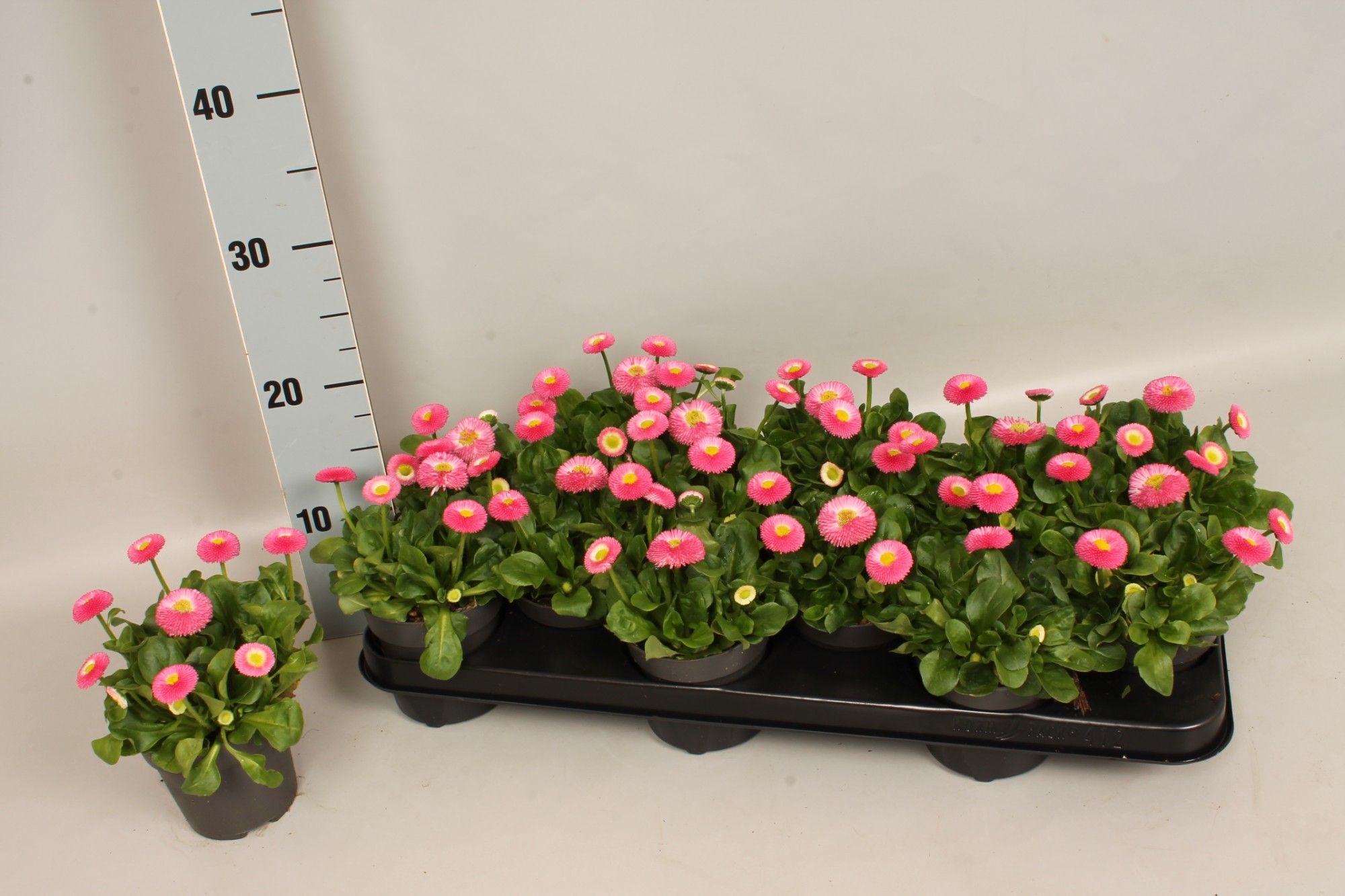 Bellis Perennis 10,5 cm Rose, D 10,5