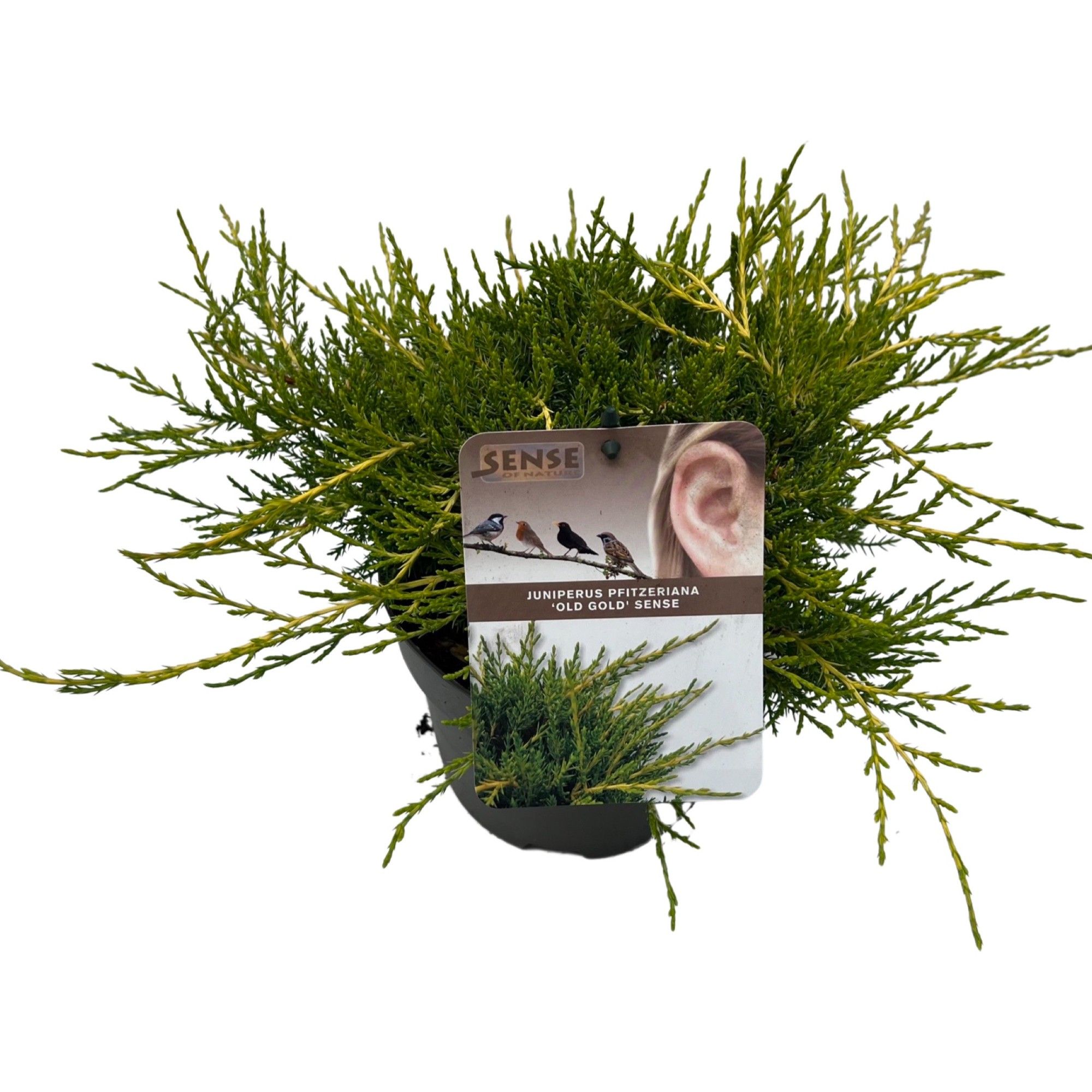 Juniperus pf. 'Old Gold' sense, D 17